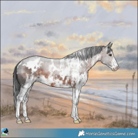 Horse Color:White Spotted Brown 