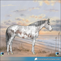 Horse Color:White Spotted Brown 