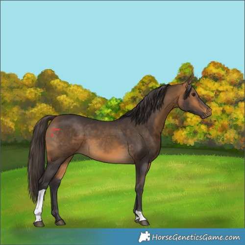 Horse Color:Buckskin Tobiano 