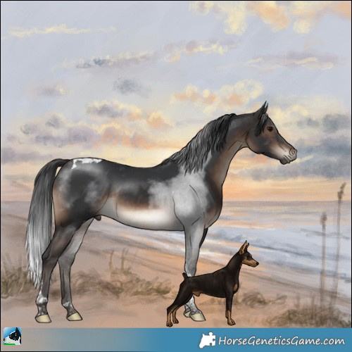 Horse Color:Brown Tobiano Rabicano 