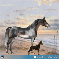 Horse Color:Brown Tobiano Rabicano