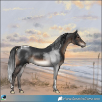 Horse Color:Brown Tobiano Rabicano 