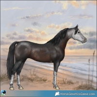 Horse Color:Brown Tobiano Rabicano