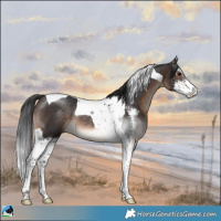 Horse Color:Brown Sabino Tobiano Rabicano 