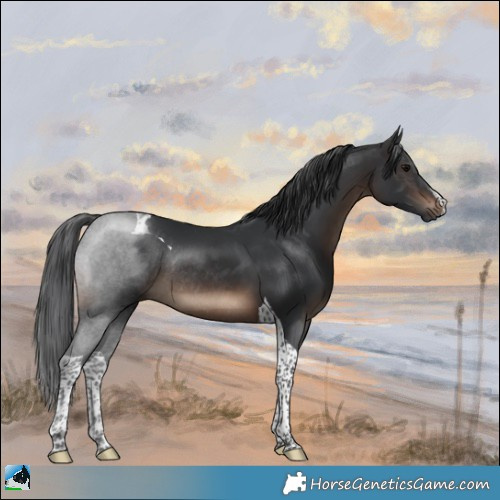 Horse Color:White Spotted Brown Tobiano Rabicano