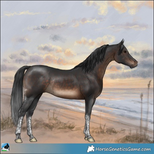 Horse Color:Brown Tobiano Rabicano