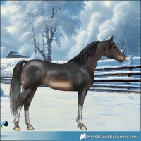 Horse Color:Brown Tobiano Rabicano
