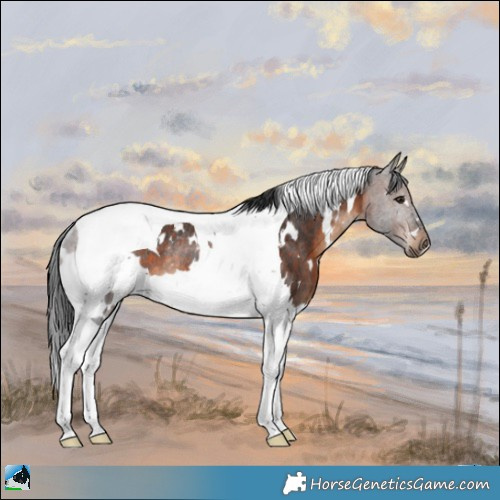 Horse Color:White Spotted Brown Tobiano Rabicano
