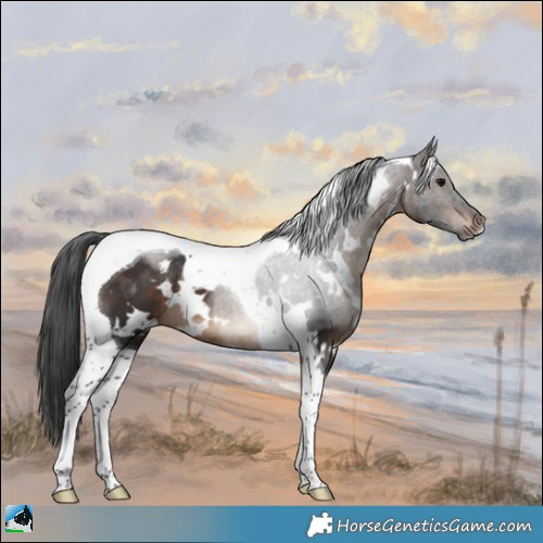 Horse Color:White Spotted Brown Tobiano 