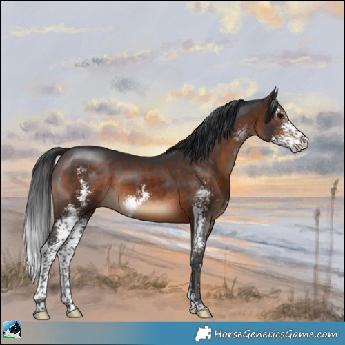 Horse Color:Brown Sabino 