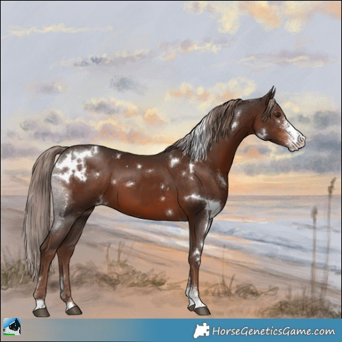 Horse Color:White Spotted Liver Chestnut Sabino 
