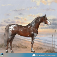Horse Color:White Spotted Liver Chestnut Sabino