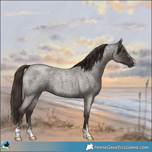 Horse Color:Liver Red Roan 