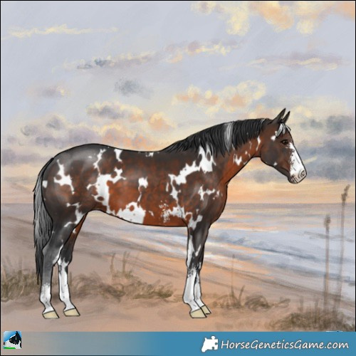 Horse Color:White Spotted Brown Sabino 