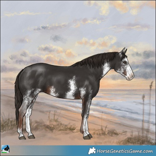 Horse Color:Liver Chestnut Sabino 