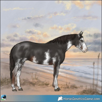 Horse Color:Liver Chestnut Sabino