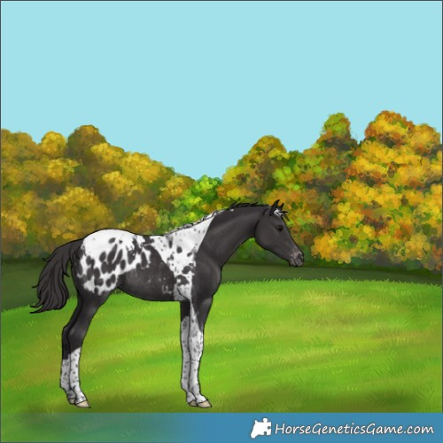 Horse Color:Smoky Black Tobiano Blanket Rabicano 