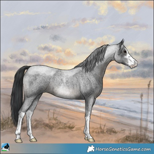 Horse Color:White Spotted Blue Roan 