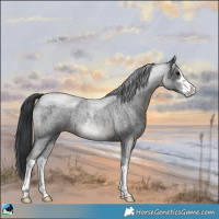Horse Color:White Spotted Blue Roan 