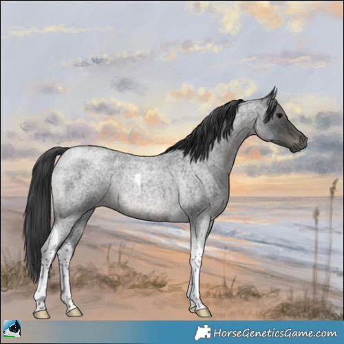 Horse Color:Blue Roan Tobiano Rabicano