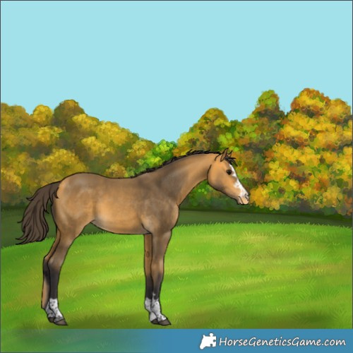 Horse Color:Buckskin Varnish Rabicano 