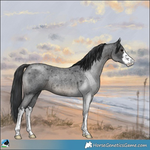 Horse Color:White Spotted Blue Roan Rabicano