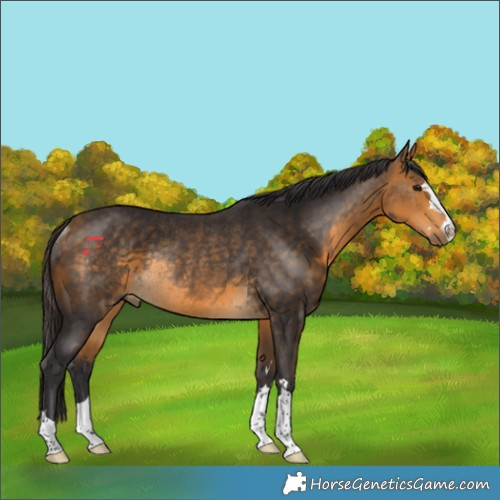 Horse Color:Buckskin Rabicano 