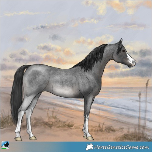 Horse Color:White Spotted Blue Roan 