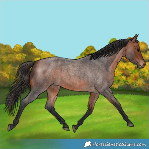 Horse Color:Bay Roan 