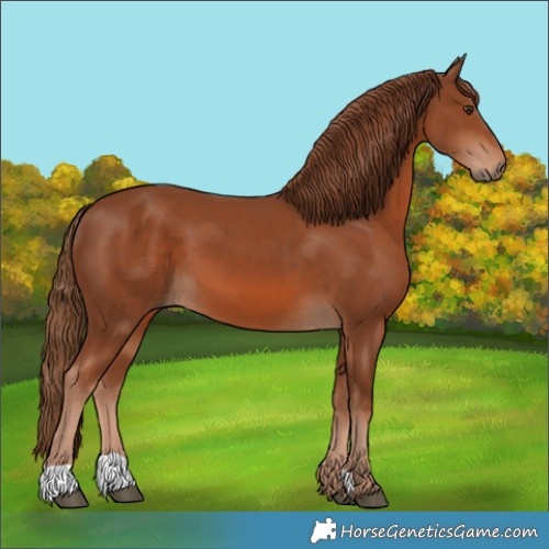 Horse Color:Chestnut 