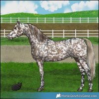 Horse Color:Liver Red Dun Appaloosa Brindle 