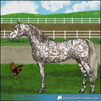 Horse Color:Liver Red Dun Snowflake VarnishBrindle 