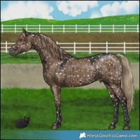 Horse Color:Liver Red Dun Appaloosa Brindle