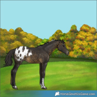 Horse Color:Buckskin Tobiano Appaloosa Rabicano