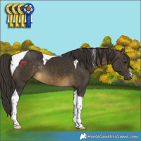 Horse Color:Buckskin Tobiano Rabicano 