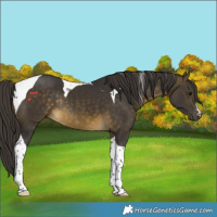 Horse Color:Buckskin Tobiano Rabicano 
