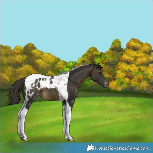 Horse Color:Buckskin Tobiano Blanket 