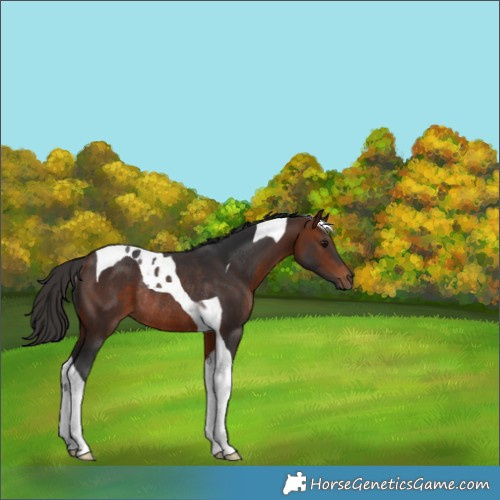 Horse Color:Bay Tobiano Rabicano 