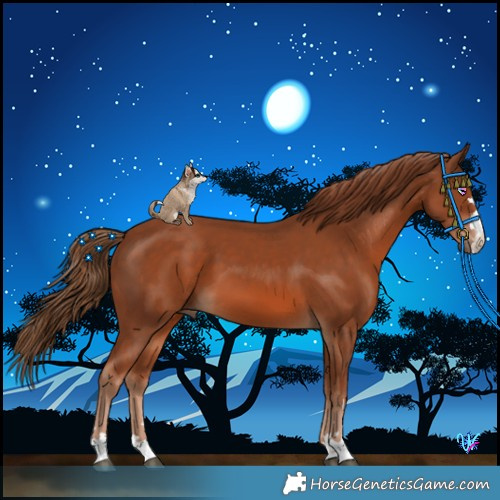 Horse Color:Chestnut 