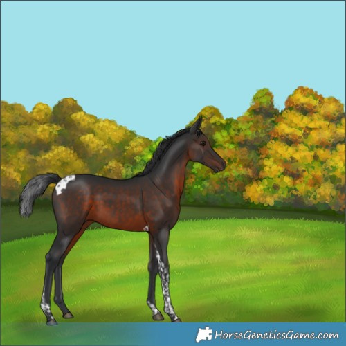 Horse Color:Brown Tobiano 