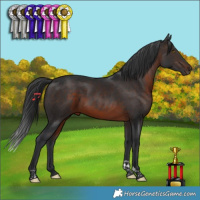 Horse Color:Brown Tobiano