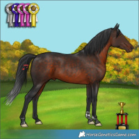 Horse Color:Brown Tobiano