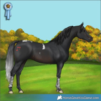 Horse Color:Brown Tobiano 