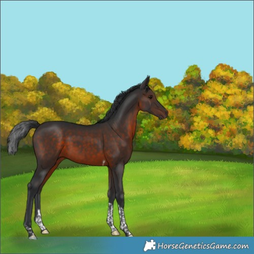 Horse Color:Brown Tobiano 