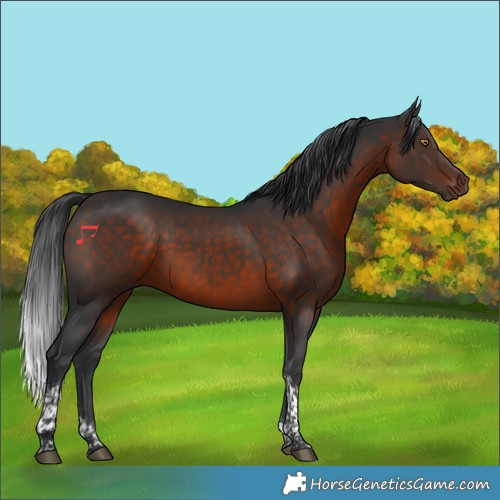 Horse Color:Brown Tobiano 