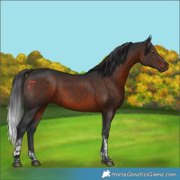 Horse Color:Brown Tobiano 