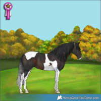 Horse Color:Brown Tobiano