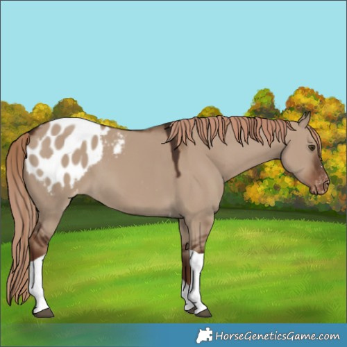 Horse Color:Liver Red Dun Tobiano Appaloosa 