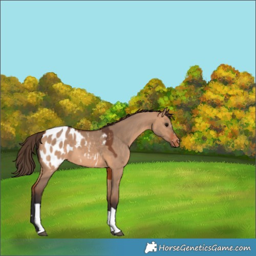 Horse Color:Bay Dun Tobiano Blanket 