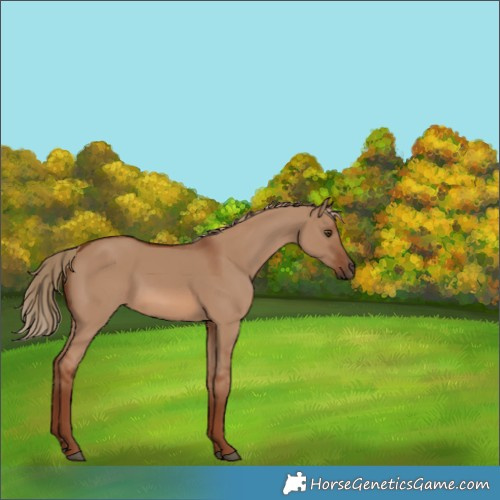Horse Color:Red Dun 